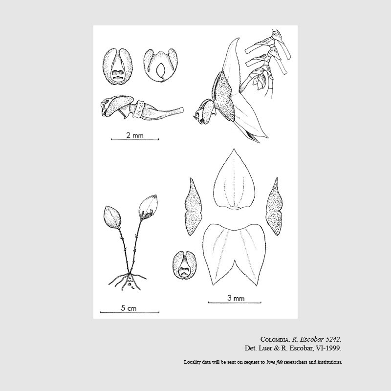 Lepanthes guaduasensis